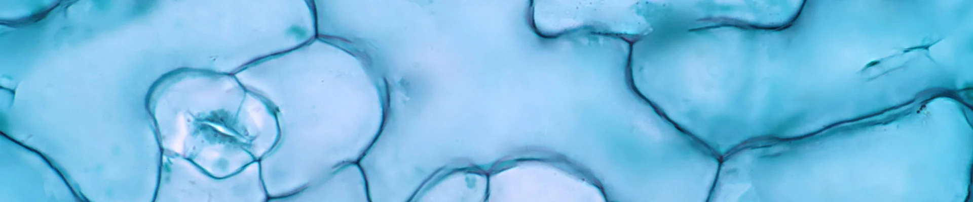 Autophagy Detection Tool