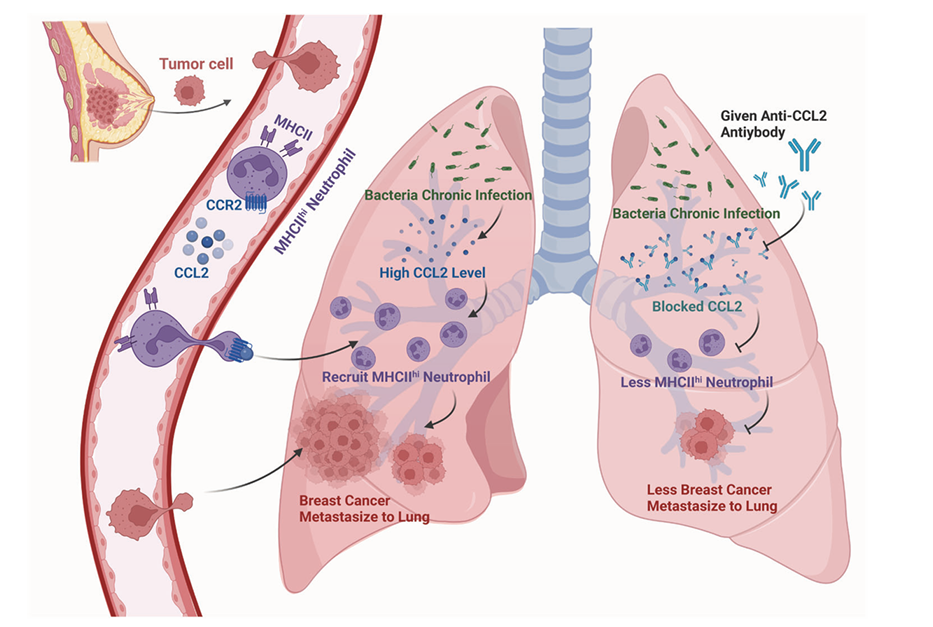 Lentivirus Cases