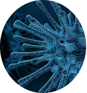 Adenovirus