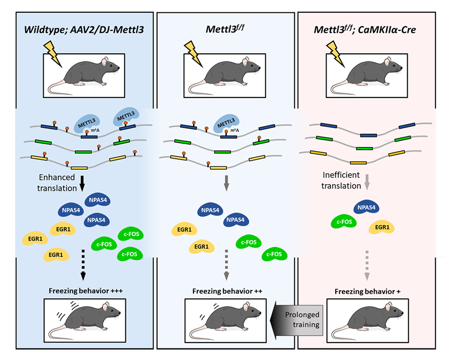 Adeno-associated Virus Cases
