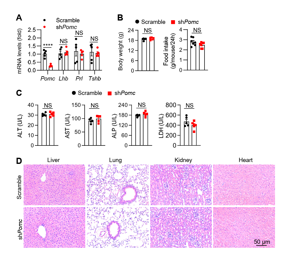 Adeno-associated Virus Cases