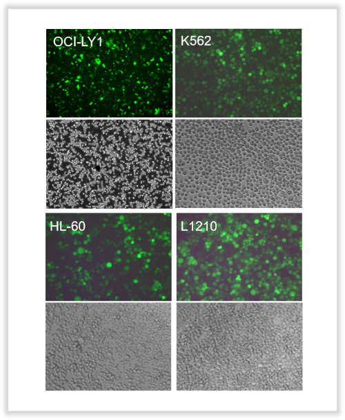 Ads infection of suspension cells
