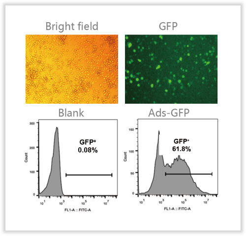 Ads infection of mouse primary CD4+ T cells