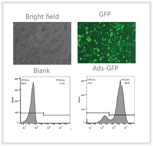 Ads infection of human primary CD4+ T cells