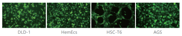 Adenovirus infection of cells