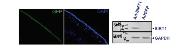 Adenoviruses used in animal experiments