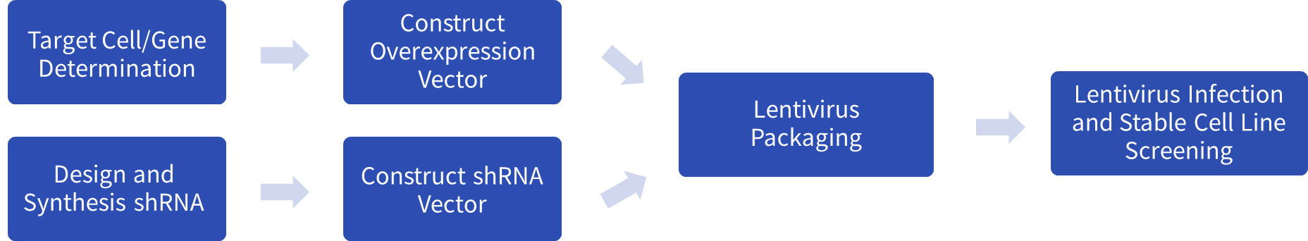 Lentivirus Stable Cell Line Service Process