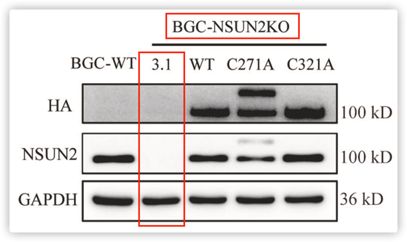 CRISPR/Cas9 Plasmid & Virus Application Example