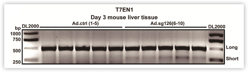 CRISPR/Cas9 Plasmid & Virus Application Example