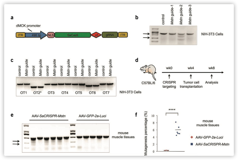 CRISPR/Cas9 Plasmid & Virus Application Example
