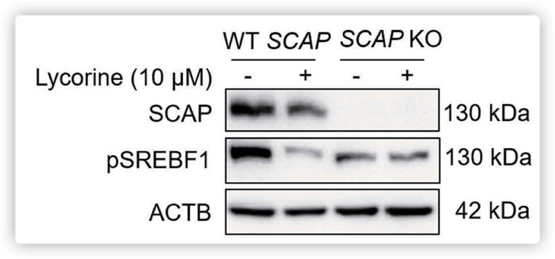 CRISPR/Cas9 Plasmid & Virus Application Example