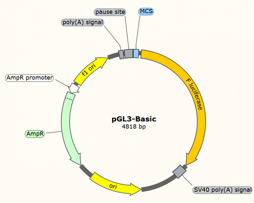 pGL3-Basic
