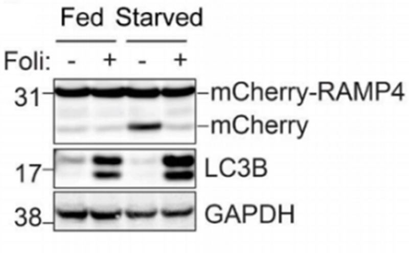 PMID: 30143524 IF: 7.8 Q1 (mCherry-RAMP4 tool)