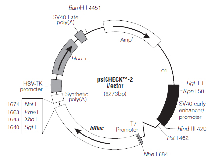 The map of psi-CHECK2 plasmid
