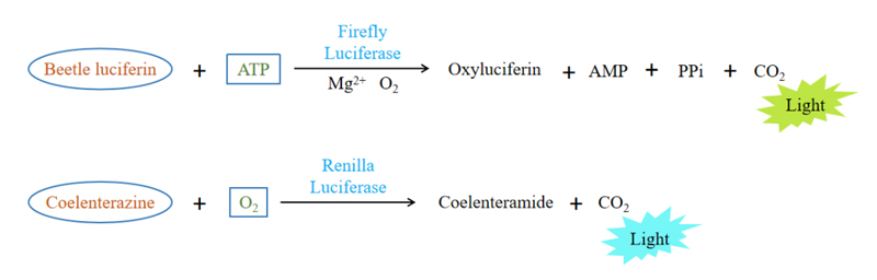 Mirna Target Gene