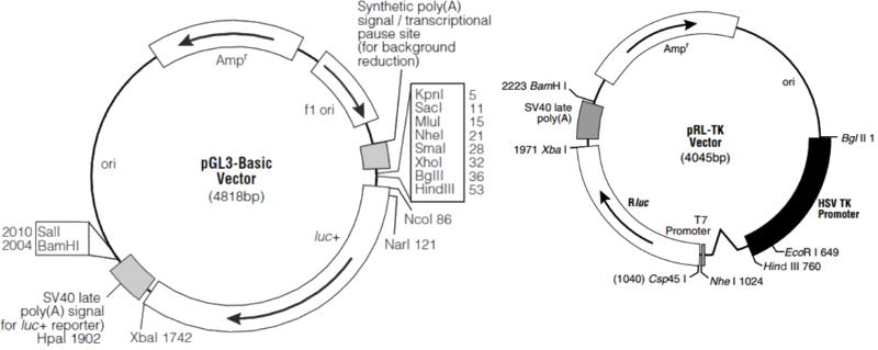 The Maps of pGL3-Basic and pRL-TK plasmids