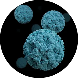 Viral Vector Construction