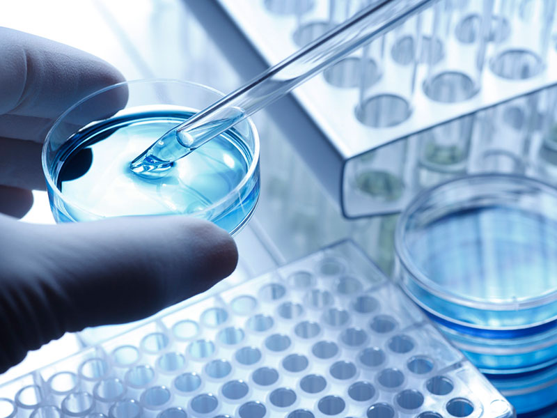 CRISPR/Cas9 Plasmid